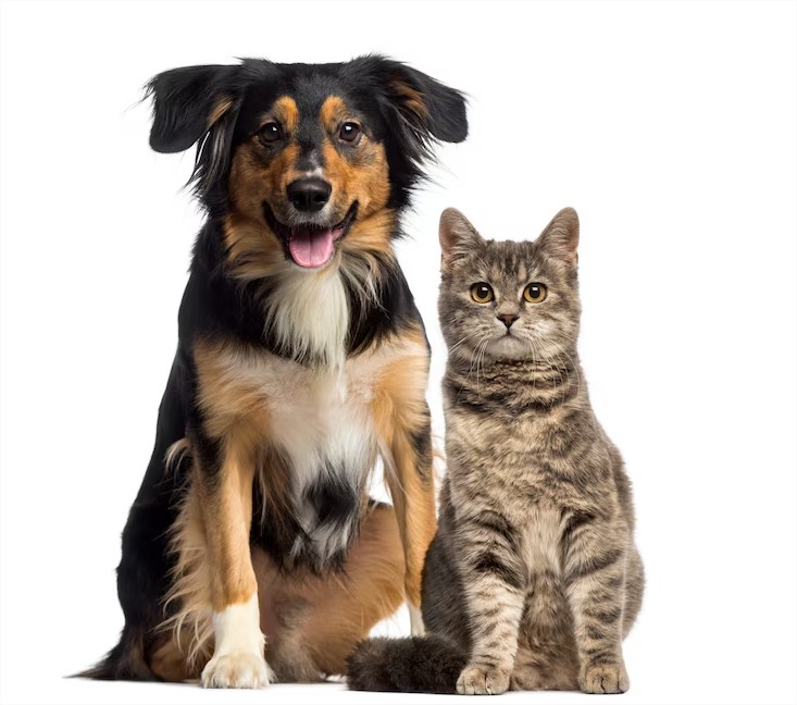Cotizar planes para mascotas
