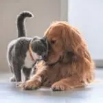 El Seguro para Mascotas que necesitas para tu compañero de vida seguro para mascotas
