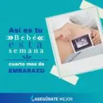 Cuarto Mes de Embarazo (Semanas 15-18): Cambios, Síntomas y Guía de Cuidados agencia de seguros